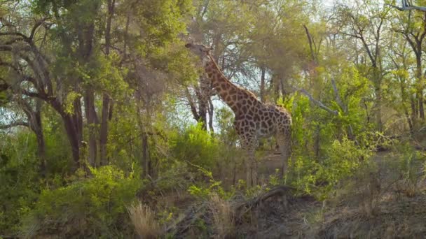 Metraje Jirafa Entorno Natural Del Parque Nacional Kruger Sudáfrica — Vídeos de Stock