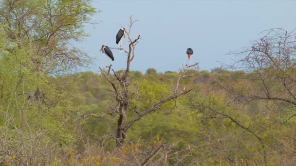 African Vultures Sitting Dead Tree Dried Branches Murky Grey Sky — Stock Video