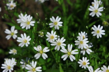 Bahçedeki beyaz çiçek