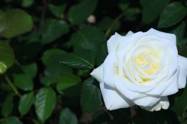 Beyaz Gül arka planı izole et