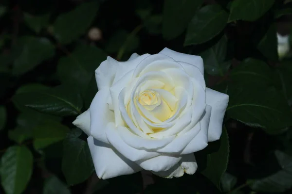 Rosa Blanca Aislar Fondo Solo — Foto de Stock