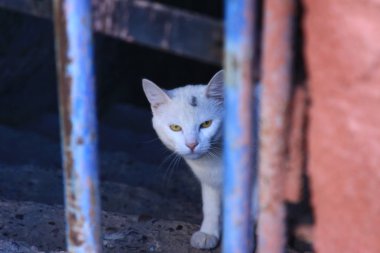 ızgaraların arkasındaki beyaz kedi
