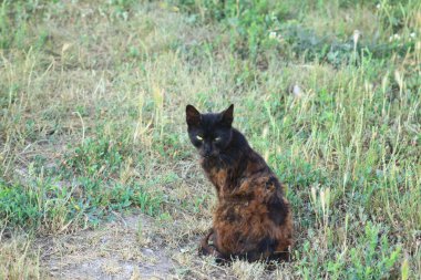 siyah kedi kırmızı sahibi olmadan saçlı