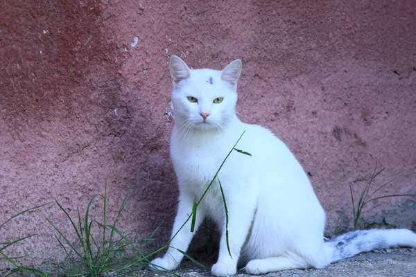 Chat Blanc Dehors Sans Propriétaire — Photo