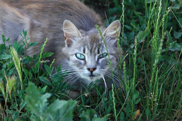 Sahibi Olmadan Çim Gri Kedi — Stok fotoğraf