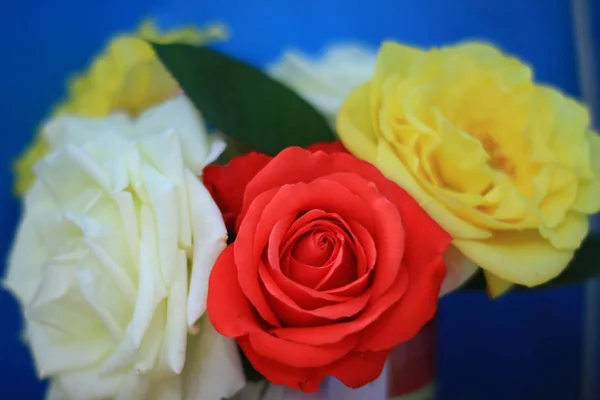 bouquet of beautiful roses, gift