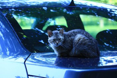 çimenlerde oynayan kedi yavruları 