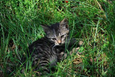 çimenlerde oynayan kedi yavruları 
