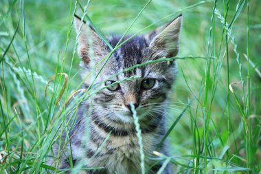 çimenlerde oynayan kedi yavruları 