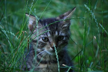 çimenlerde oynayan kedi yavruları 