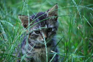 çimenlerde oynayan kedi yavruları 
