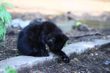 çimenlerde oynayan kedi yavruları 
