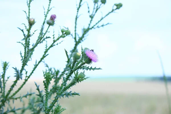 サボテンの花と飛ぶ昆虫 — ストック写真