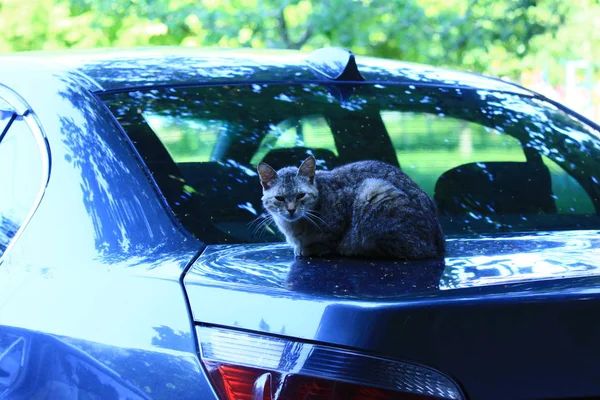 çimenlerde oynayan kedi yavruları 