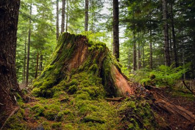 Ormanda çürüyen sedir kütüğü
