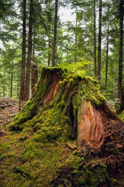Ormanda çürüyen sedir kütüğü