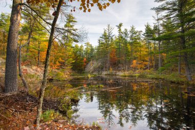 Sonbahar rengi yle çevrili tenha gölet