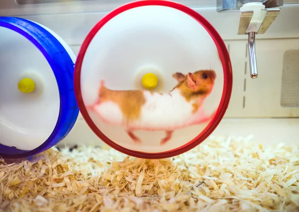 Hamster bir egzersiz tekerleği üzerinde çalışan