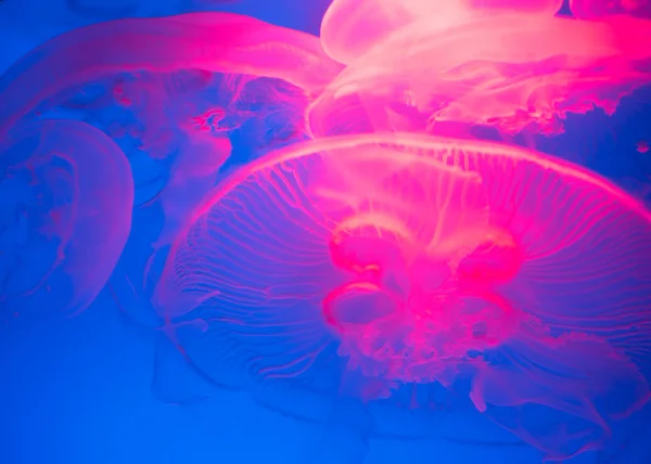 Group Illuminated Jellyfish — Stock Photo, Image