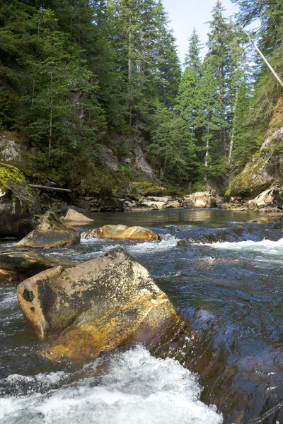 Kuzeybatı British Columbia'da somon yumurtlama dere