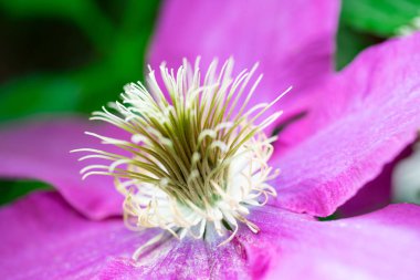 Mor çiçek stamen yakın çekim