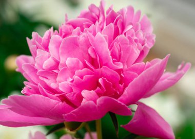 Pembe şakayık çiçek yakın