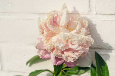 Beyaz tuğla karşı açık pembe çiçek