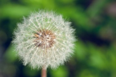 Karahindiba çiçeği tohumu için gitti 