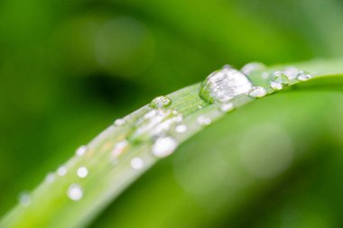 Yaprağın üzerinde duran büyük damlalar