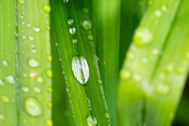 Yapraklarda su damlaları, sığ alan derinliği