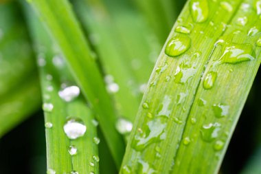 Kaplan zambağı yapraklarına su damlaları 