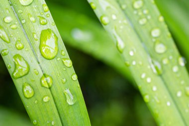 Geniş yapraklarda su damlaları