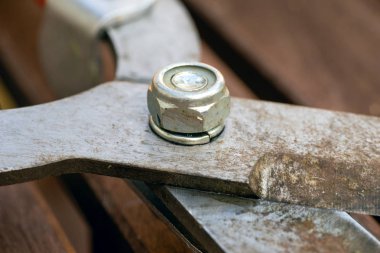 Bahçe makası makro görünümü