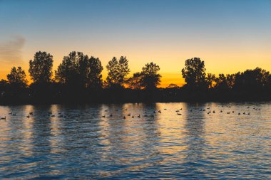 Gün batımında gölette ördekler