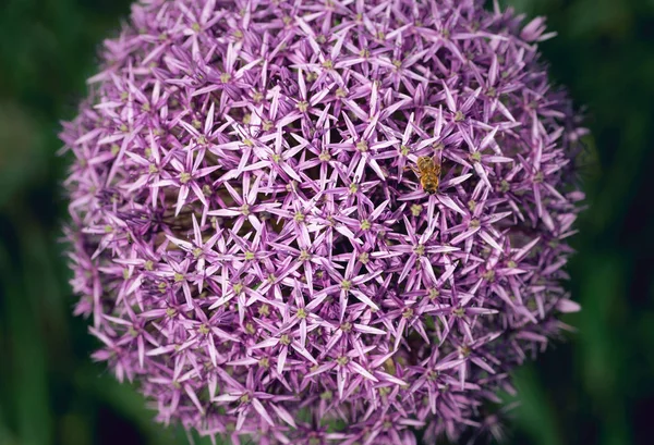 Bee Pollinerar Allium Blommor — Stockfoto