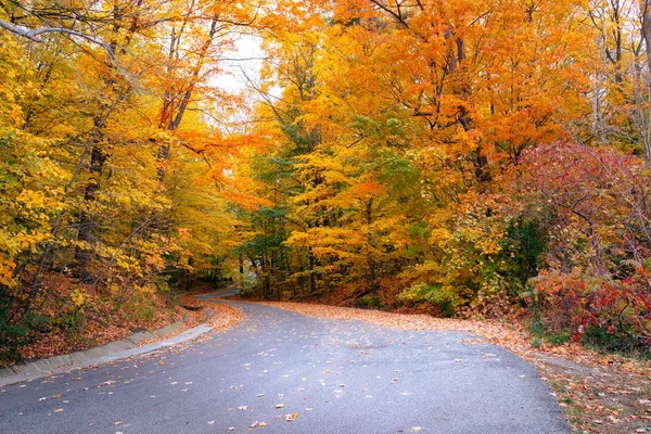 Road curves through autumn trees