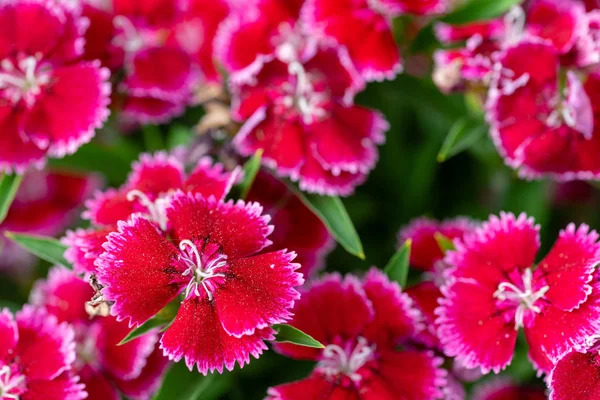 Sweet William Flowers Close Royalty Free Stock Images