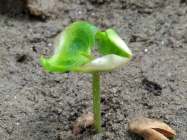 Quadro Planta Mamão — Fotografia de Stock