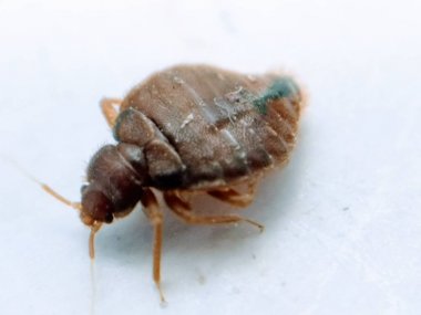 A picture of bedbug clipart