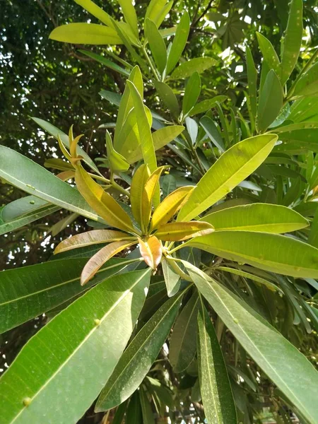 Kép Zöld Leaf — Stock Fotó