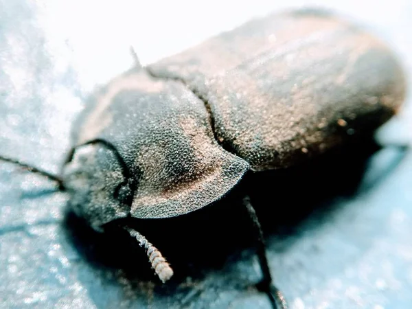 Böceğin Bir Resmi — Stok fotoğraf
