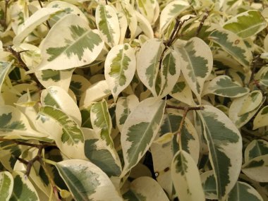 Ağaç yapraklarının resmi