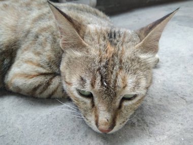 Yerde rahatlatıcı kedi