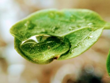 Bir yaprak ve su damlası yakın