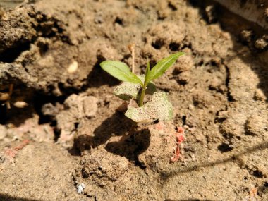 Papaya bitkiye yakın