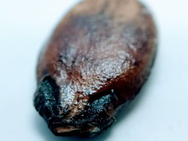 Karpuz Tohumu yakın