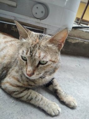  Sevimli kedi sol tarafı görmek