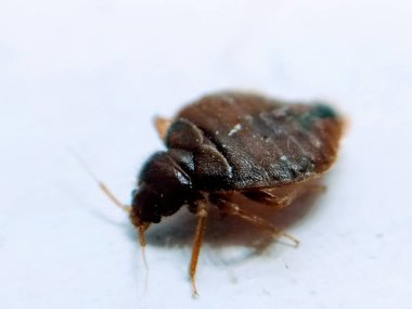 Female bedbug isolated on white background clipart