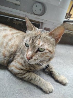 Kedinin fornt görünümü