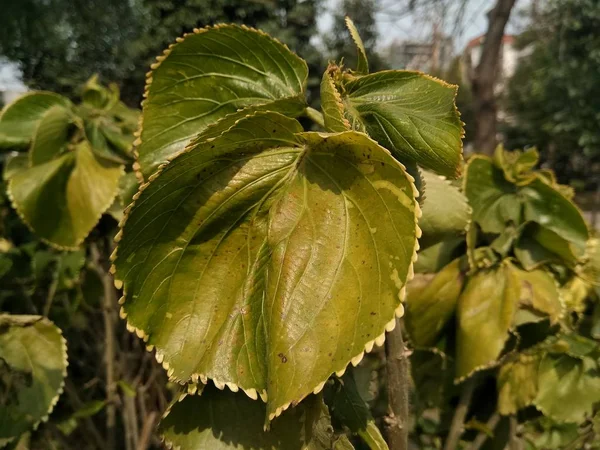 Kép Nagy Leaf — Stock Fotó